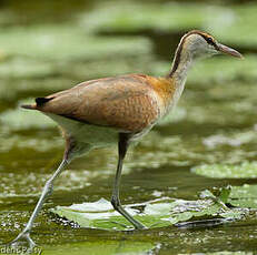 Jacana à poitrine dorée