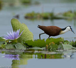 Jacana à poitrine dorée