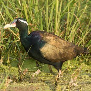 Jacana bronzé