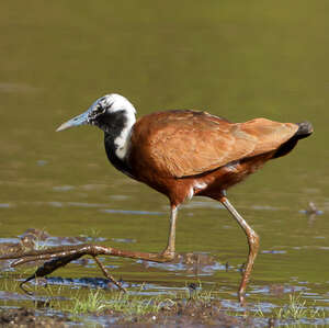 Jacana malgache