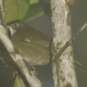 Konichon dominicain
