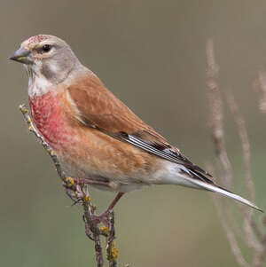 Linotte mélodieuse