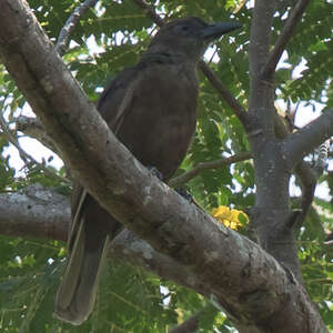 Loriot d'Halmahera