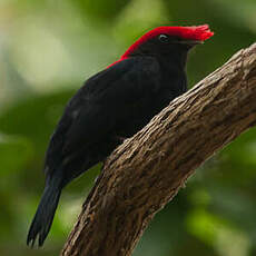 Manakin casqué