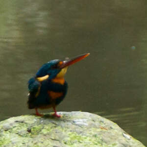 Martin-pêcheur à poitrine bleue