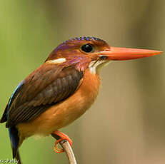 Martin-pêcheur multicolore