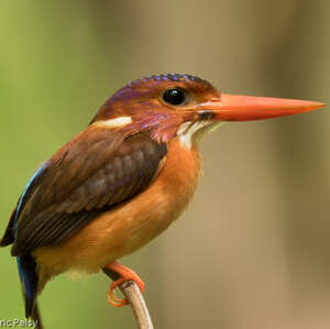 Martin-pêcheur multicolore