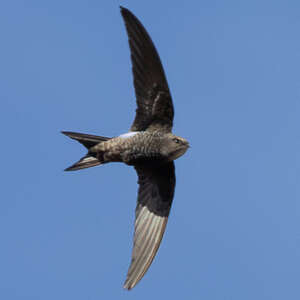 Martinet de Salim Ali