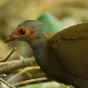 Mégapode des Philippines