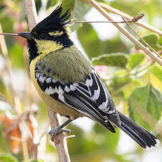 Mésange jaune