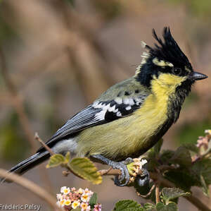 Mésange jaune