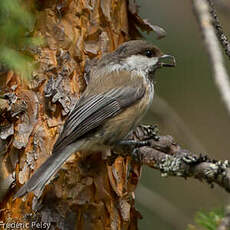 Mésange lapone