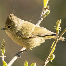 Mésange modeste