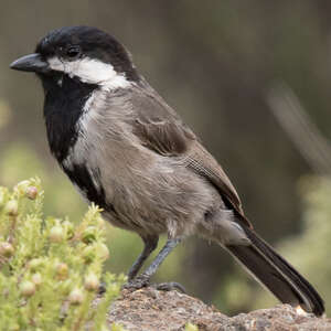 Mésange petit-deuil