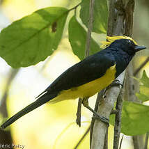 Mésange sultane