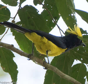 Mésange sultane