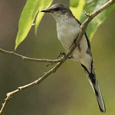 Minivet cendré