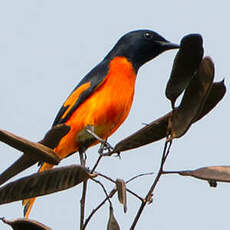 Minivet flamboyant