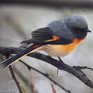 Minivet oranor