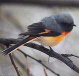 Minivet oranor