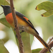 Minivet oranor