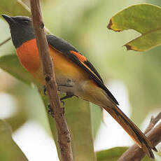 Minivet oranor