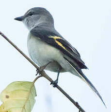 Minivet rose