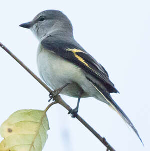 Minivet rose