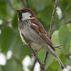 Moineau cisalpin