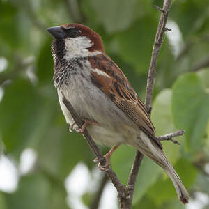 Moineau cisalpin