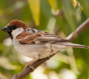 Moineau de Somalie