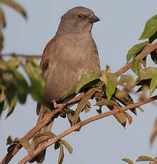 Moineau de Swainson