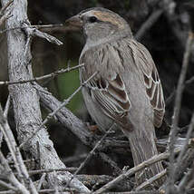 Moineau des saxaouls