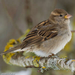 Moineau domestique