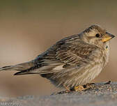 Moineau soulcie