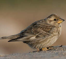 Moineau soulcie