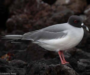 Mouette à queue fourchue