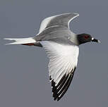 Mouette à queue fourchue