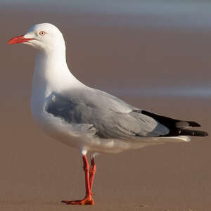 Mouette argentée