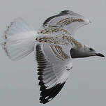 Mouette argentée