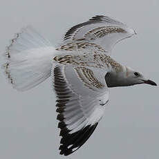 Mouette argentée