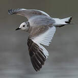 Mouette de Sabine