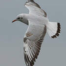 Mouette du Tibet