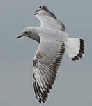 Mouette du Tibet