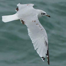 Mouette mélanocéphale