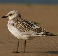 Mouette mélanocéphale