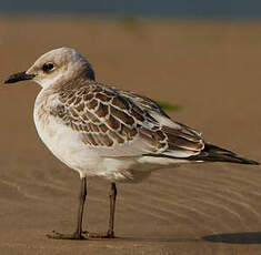 Mouette mélanocéphale