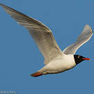 Mouette mélanocéphale