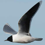 Mouette pygmée