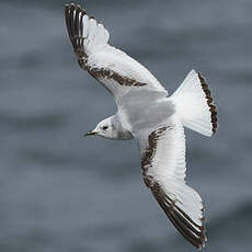 Mouette tridactyle